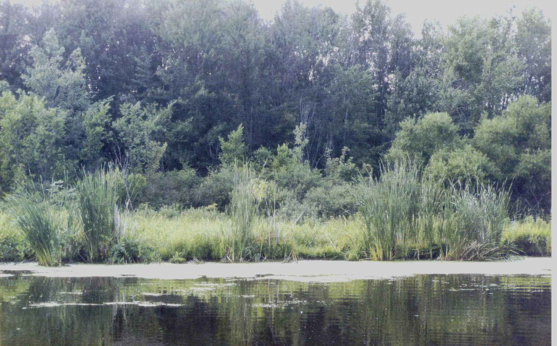 lake to fen