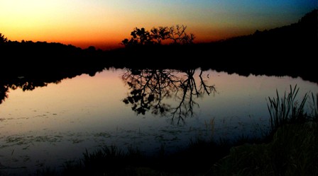 Celery Bog Sunset