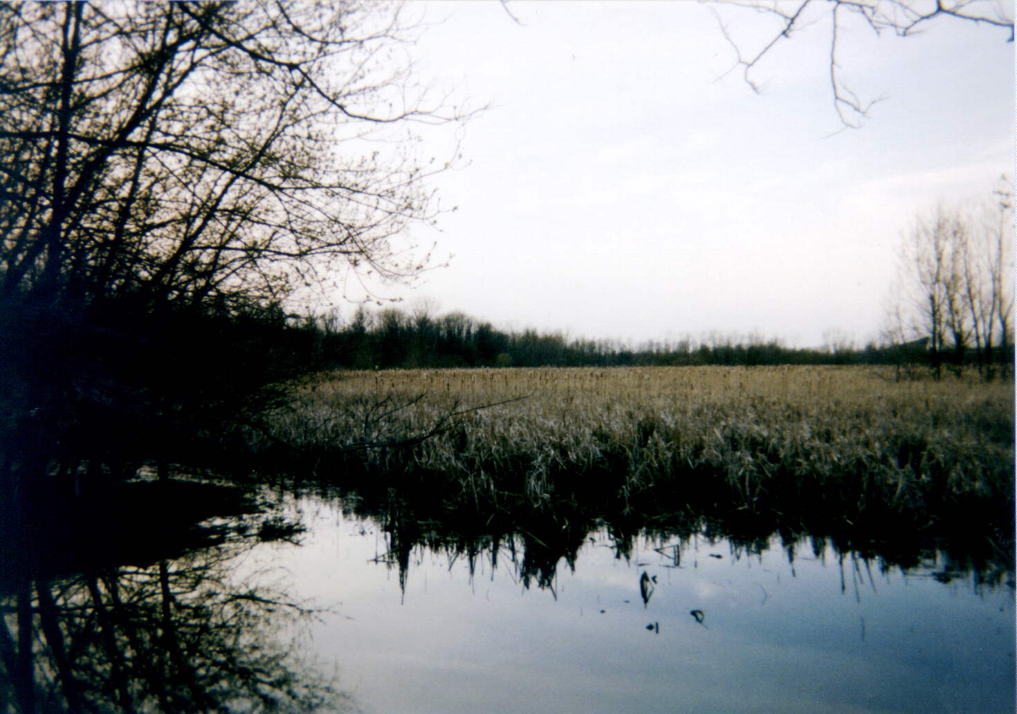 wetland