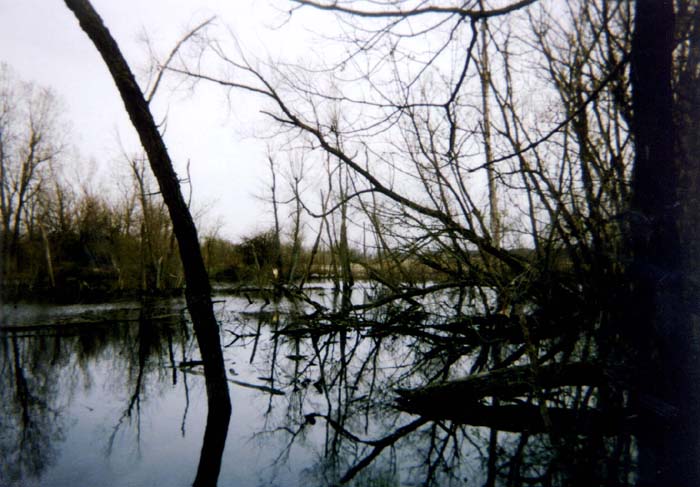 celery bog