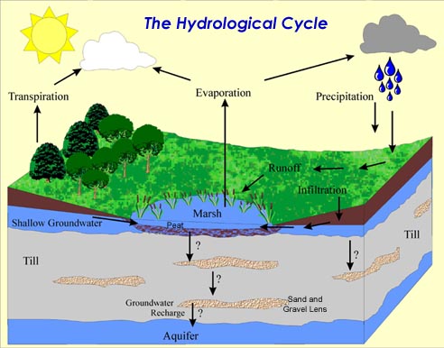 marsh hydrology