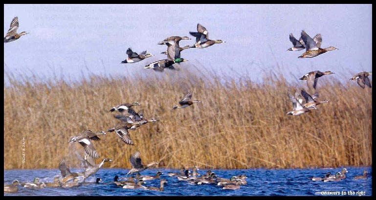 wetland picture