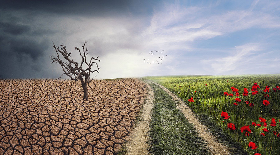 Dry cracked soil with a dead tree under a stormy sky next to a green field with red flowers under a blue sky.