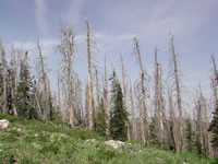 Dead trees: bark beetles at work 