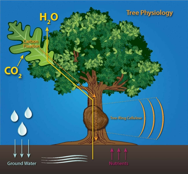 Illustration of carbon cycle