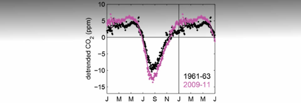 Atmospheric CO2 seasonal cycle increases