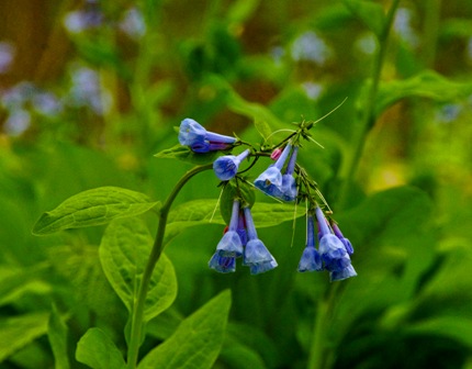 Bluebells