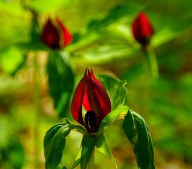 Trillium