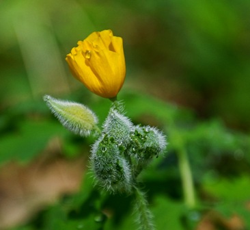 woodpoppy