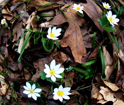 bloodroot