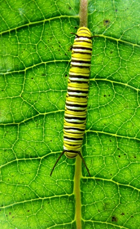 Monarch caterpillar