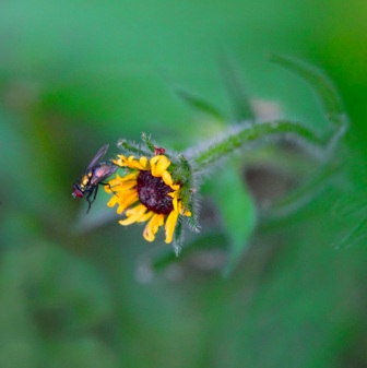 Fly black-eyed Susan