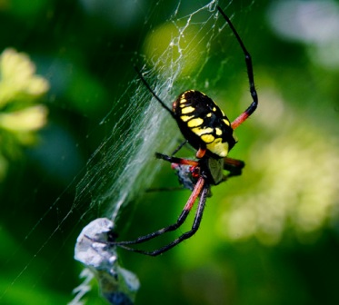 Garden spider