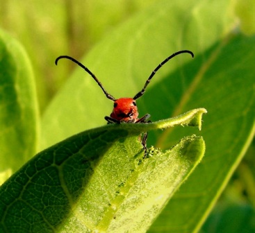 Milkweed beetle