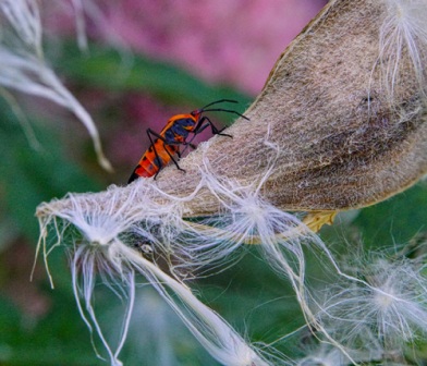 milkweed bug