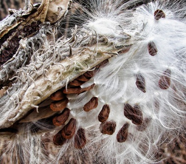 Milkweed